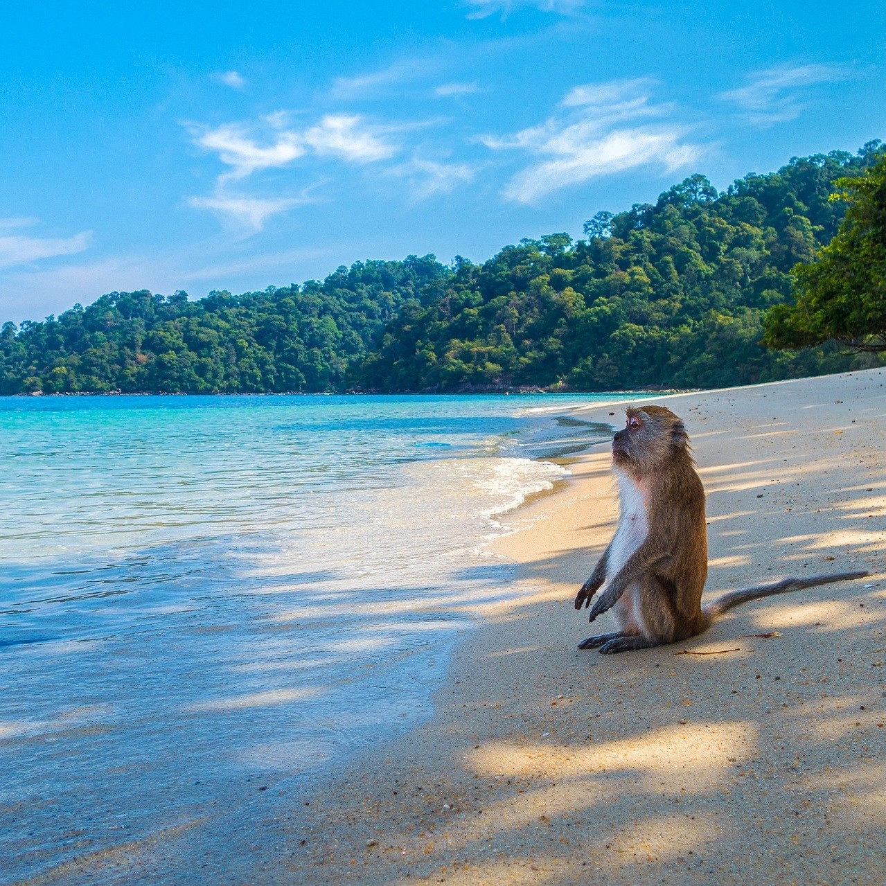 thailand, monkey_s https://www.hladinaalfa.cz/wp-content/uploads/2020/04/thailand-monkey_s.jpg